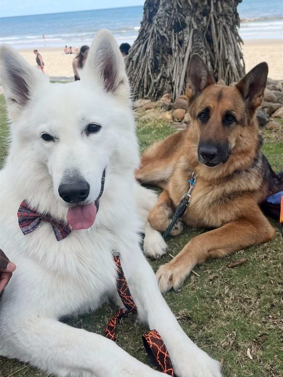 Kujay and Bundy resting on the grass by the beach