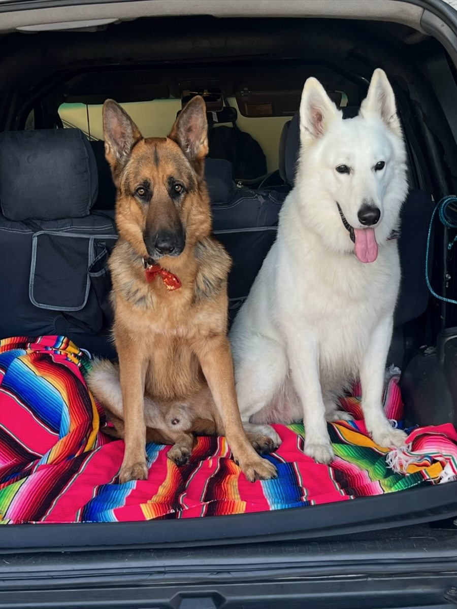 Bundy and Kujay sitting in the back of the car